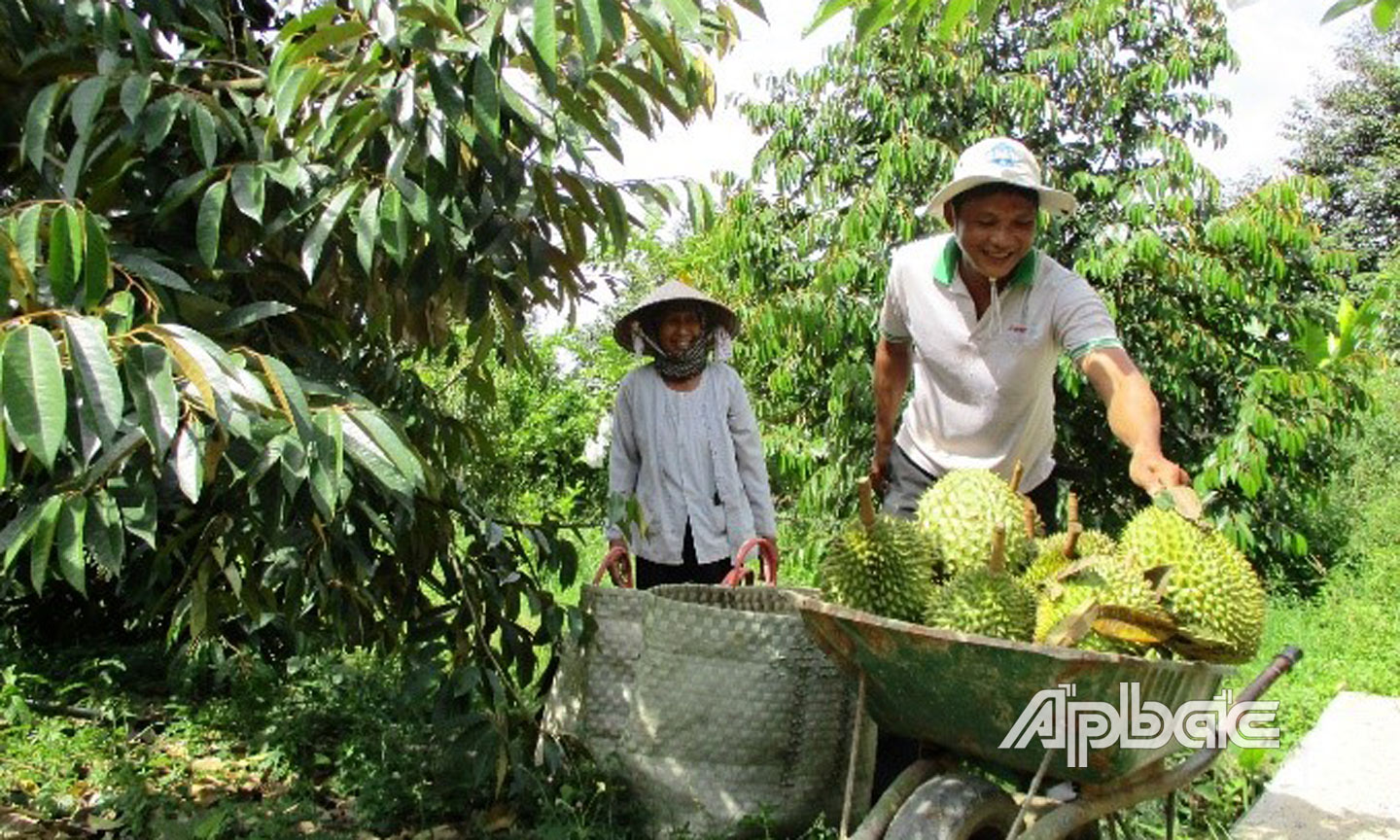 Cây sầu riêng đã giúp nông dân xã Cẩm Sơn vươn lên khấm khá. Ảnh: TRƯỜNG GIANG