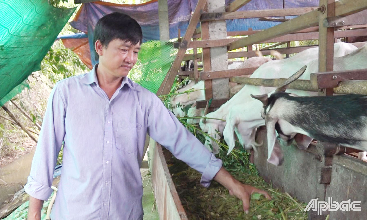Anh Phong thành công với mô hình chăn nuôi dê.
