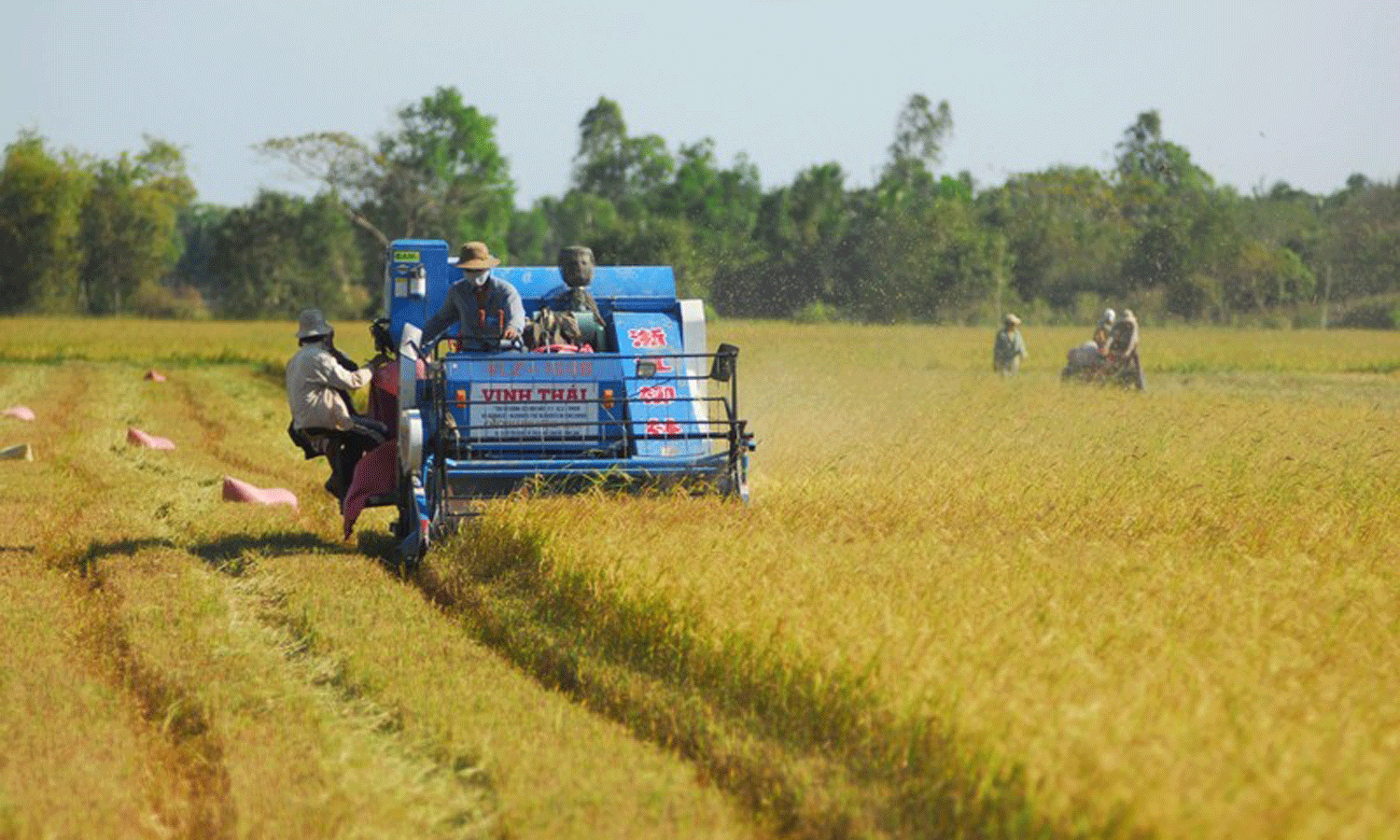 Harvesting rice in the Mekong Delta.