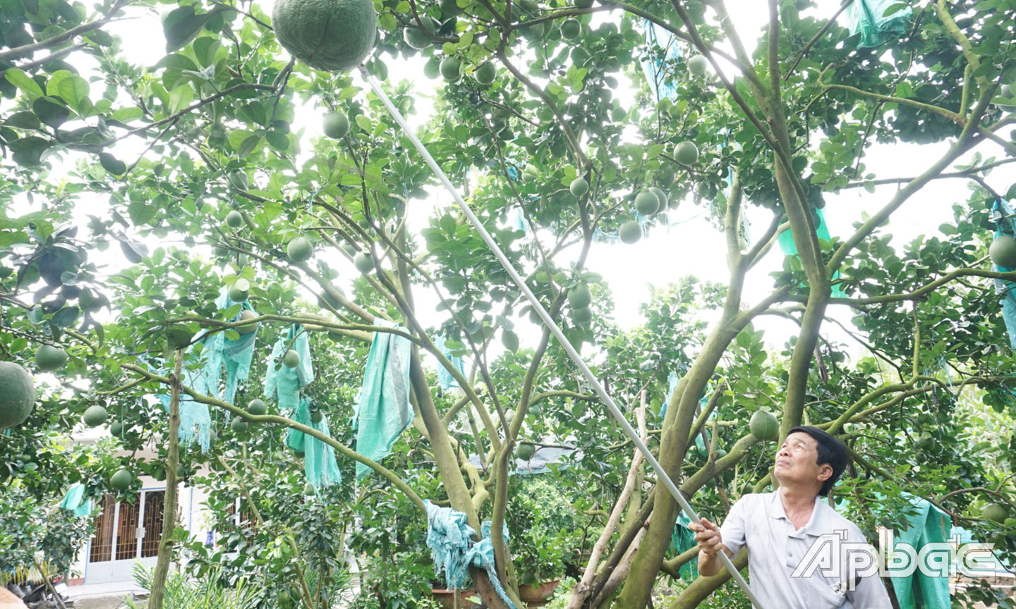 Từ năm 2018, gia đình ông Thệ đã mạnh dạn áp dụng quy trình canh tác VietGAP trên vườn bưởi da xanh.