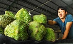 Vietnam's fruit and vegetable exports beat five-year record