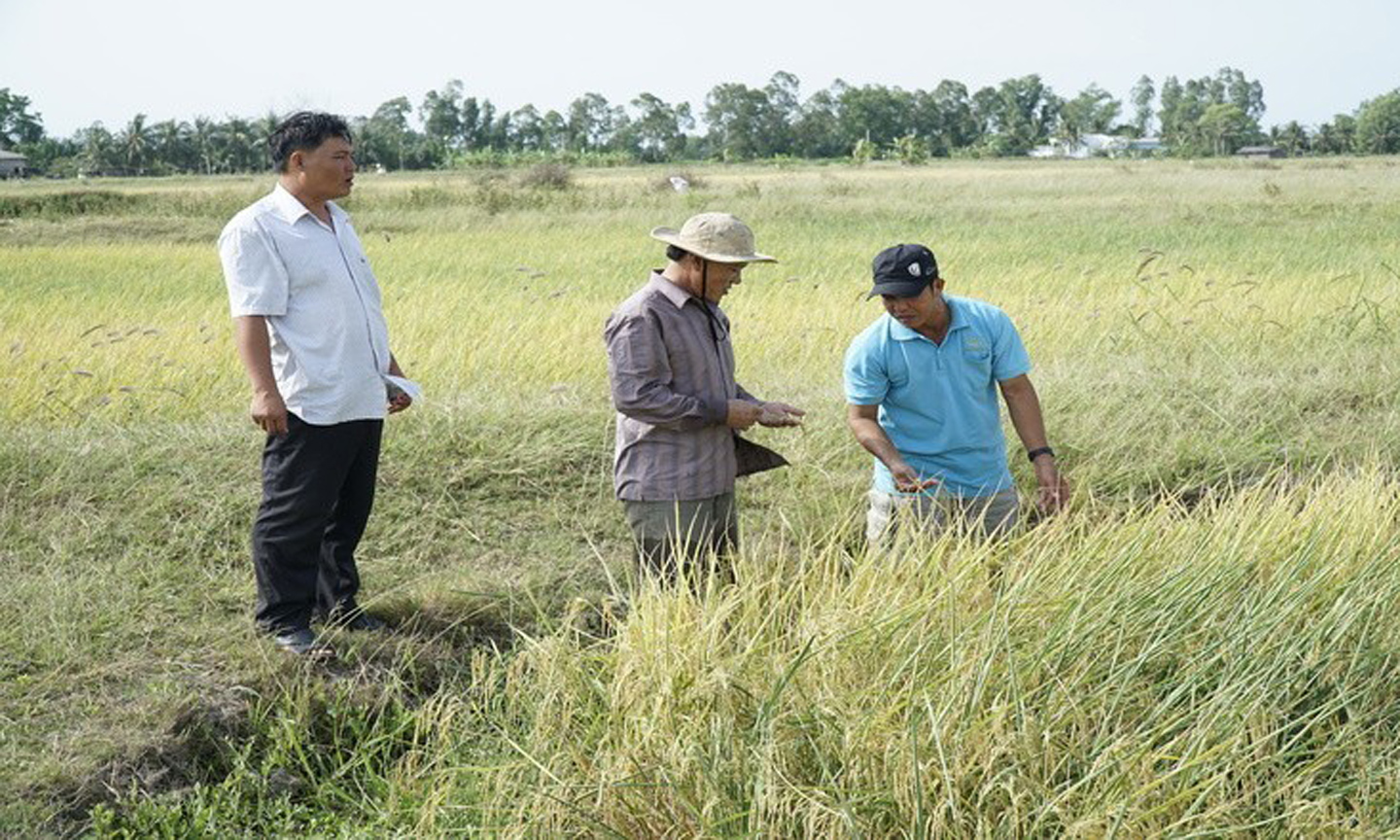 Farmers promote the production of high-quality rice varieties to increase selling prices.