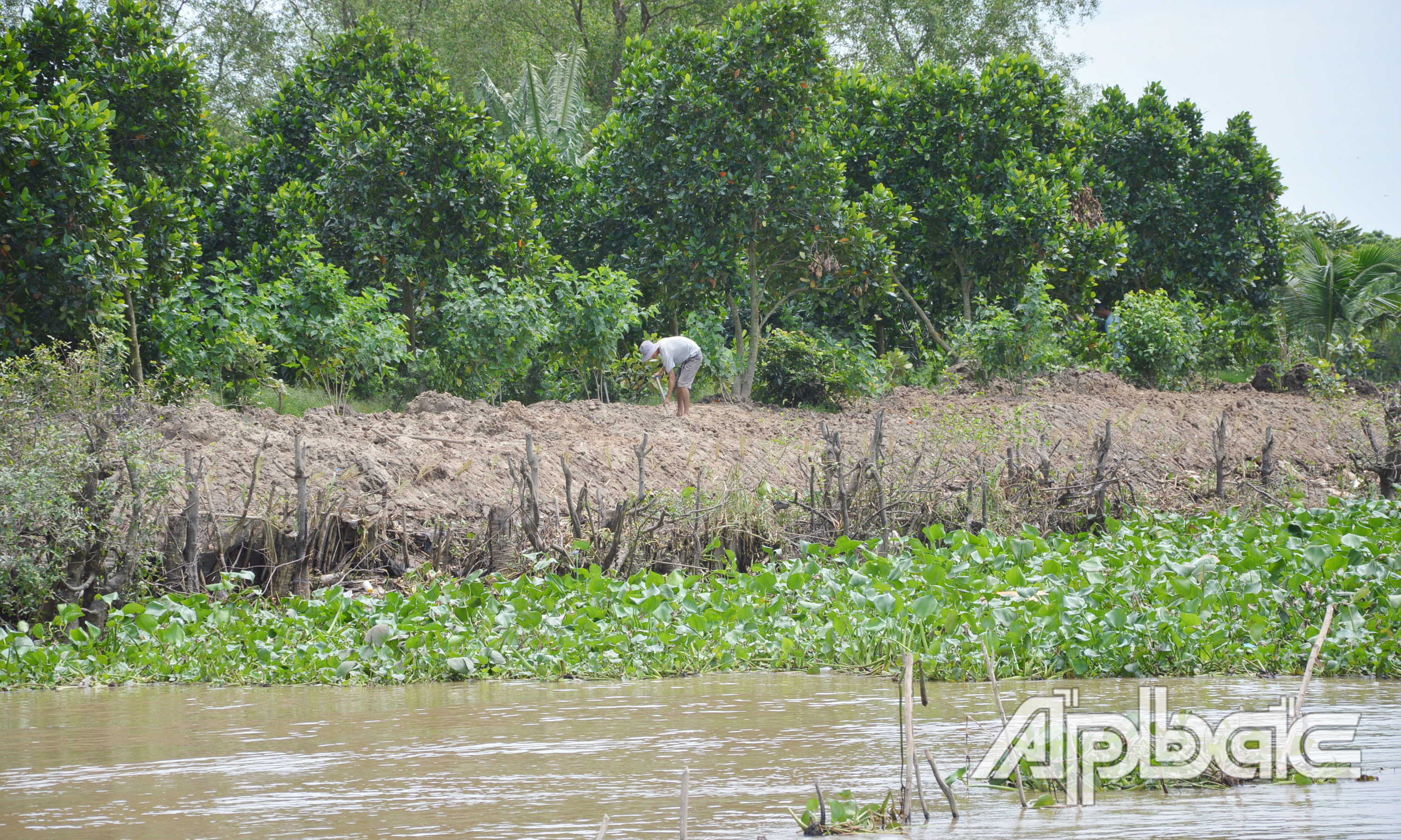 Xã Tân Phong đã tuyên truyền người dân chủ động ứng phó triều cường.