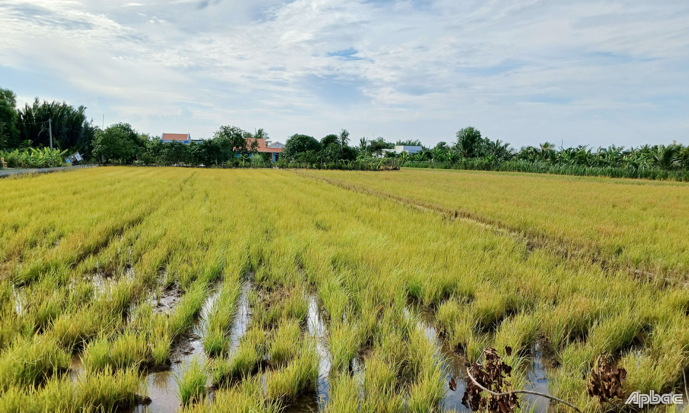 Nông dân huyện Gò Công Đông chấp hành tốt khuyến cáo cắt vụ lúa thu đông.