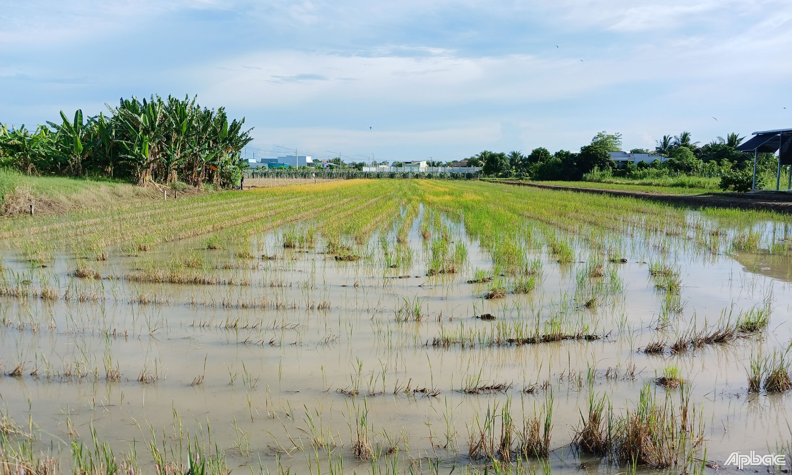 Nông dân xã Tân Tây, huyện Gò Công Đông bỏ vụ thu đông để chuẩn bị gieo sạ vụ lúa đông xuân.