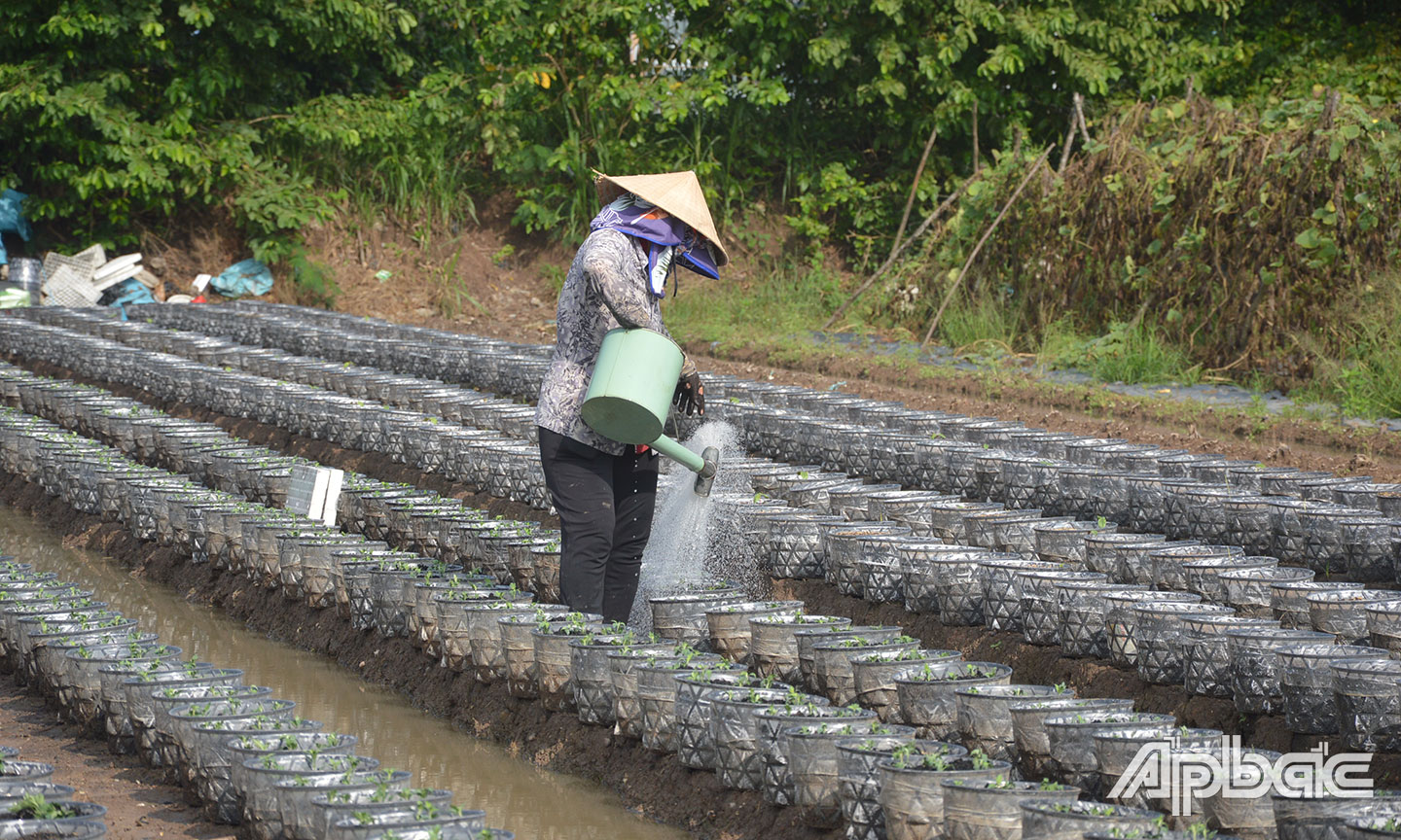 Nông dân xã Mỹ Phong khẩn trương xuống giống vụ hoa tết.