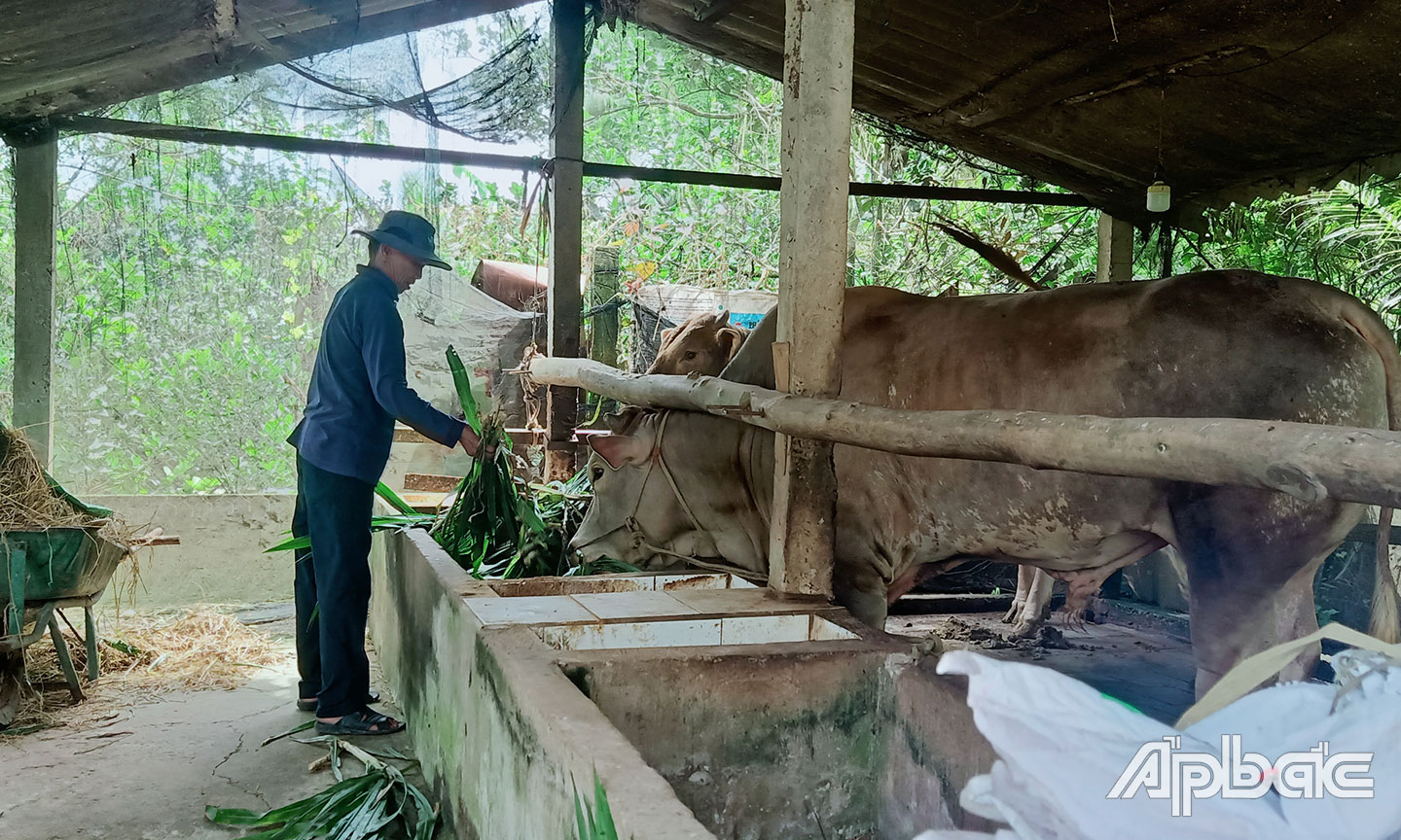 Cựu chiến binh Nguyễn Văn Đơ chăm sóc đàn bò của gia đình. 