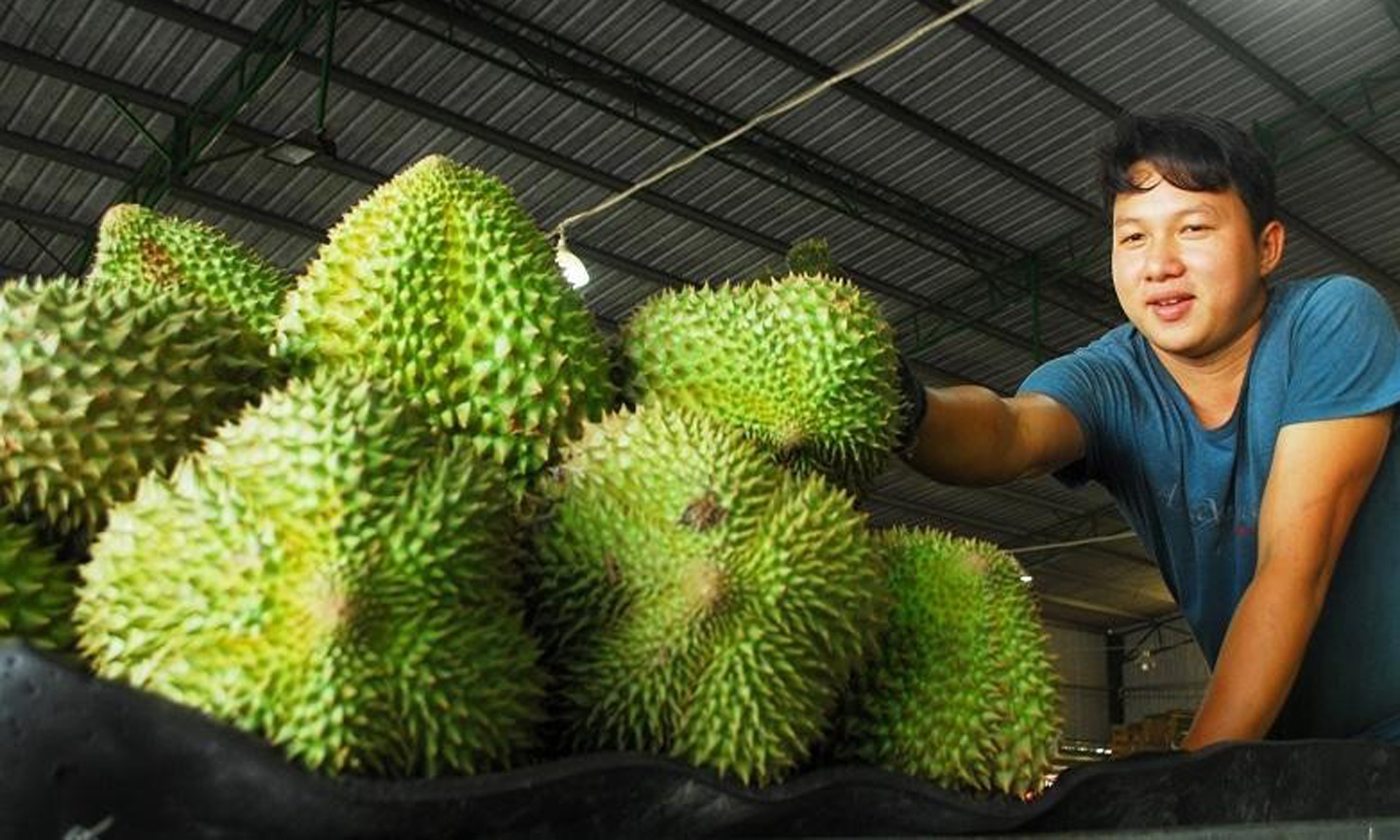 Durians are waiting to be exported to China.