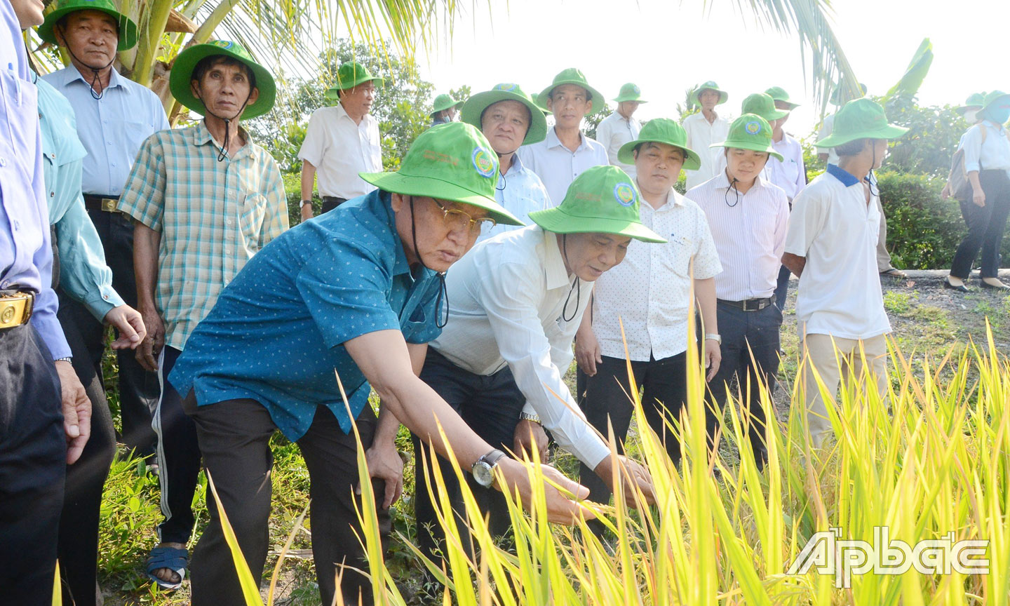 Phó Chủ tịch UBND tỉnh Phạm Văn Trọng tham quan mô hình liên kết sản xuất lúa ứng dụng công nghệ cao của HTX Nông nghiệp Thạnh Lợi ( xã Mỹ Hạnh Trung, TX. Cai Lậy) với doanh nghiệp. Ảnh: T. Đạt