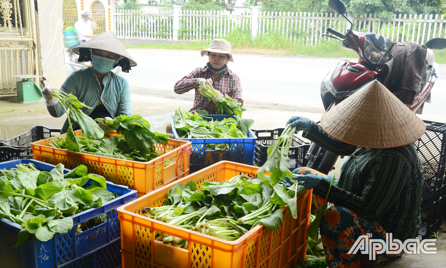 HTX Rau quả Long Thuận thu mua toàn bộ sản phẩm của thành viên và người dân ổn định với mức giá 5.000 đồng/kg và theo giá thị trường.                                                                                                                                                                                                                                                              Ảnh T. ĐẠT