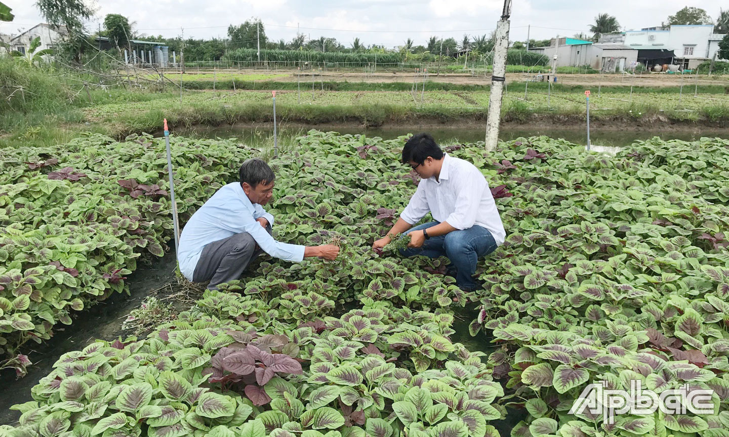 HTX Nông nghiệp Thương mại Dịch vụ Phú Quới (xã Yên Luông, huyện Gò Công Tây) liên kết với các DN cung ứng rau sạch,  tạo đầu ra ổn định cho thành viên.                                                                                                                                                                                                           Ảnh T. ĐẠT