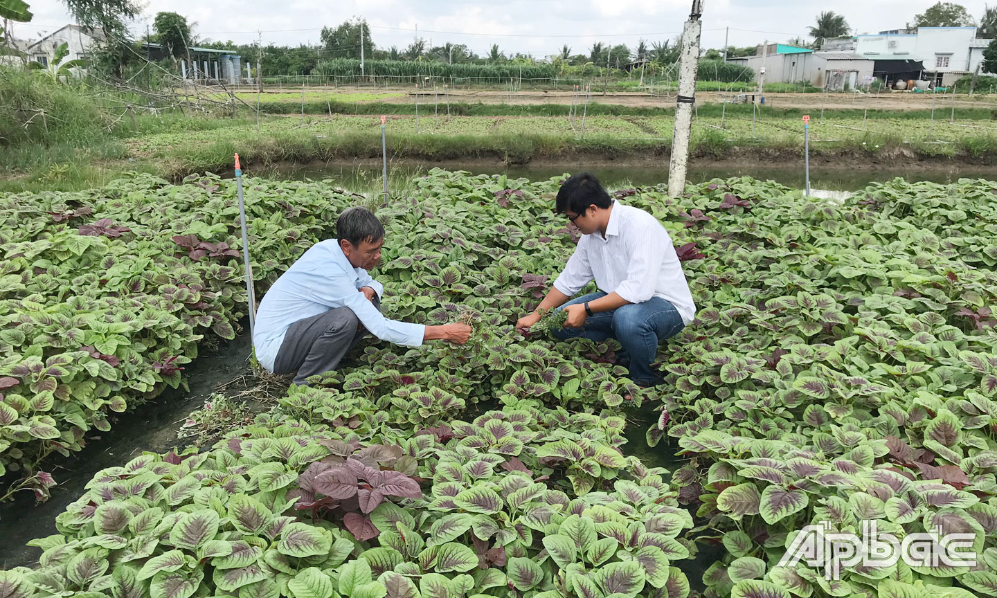 Các HTX trên địa bàn tỉnh chú trọng nâng cao chất lượng nông sản.