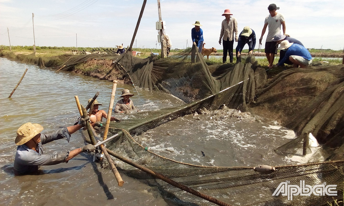 Xã Phú Tân tập trung triển khai các mô hình phát triển sản xuất, giảm nghèo gắn với xây dựng NTM.