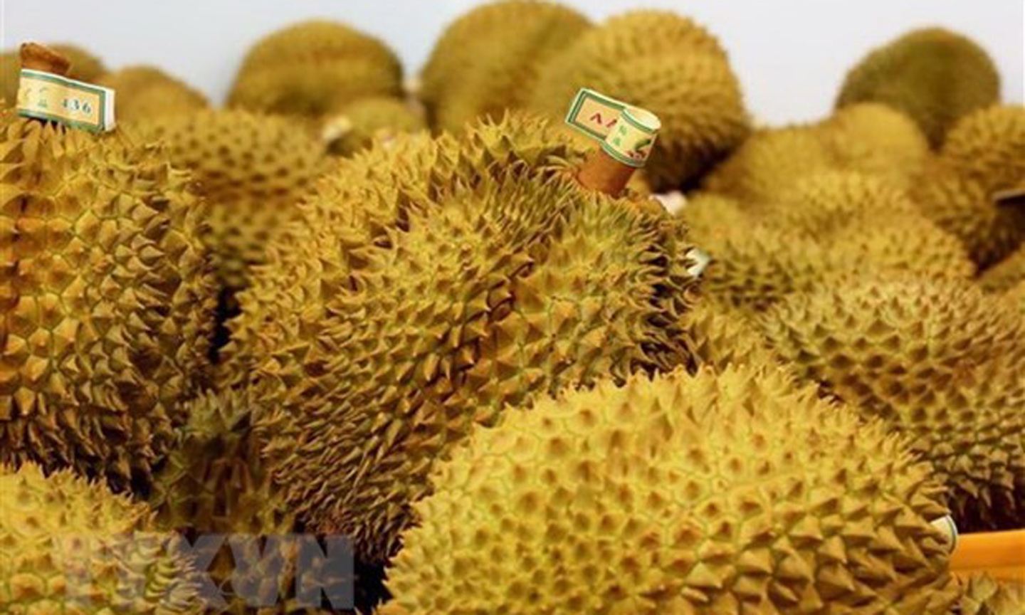 ABO/NDO- The value of Vietnam’s durian export in the first nine months of 2023 reached 1.63 billion USD, 14 times higher than the figure of same period last year, according to statistic of the General Department of Customs.