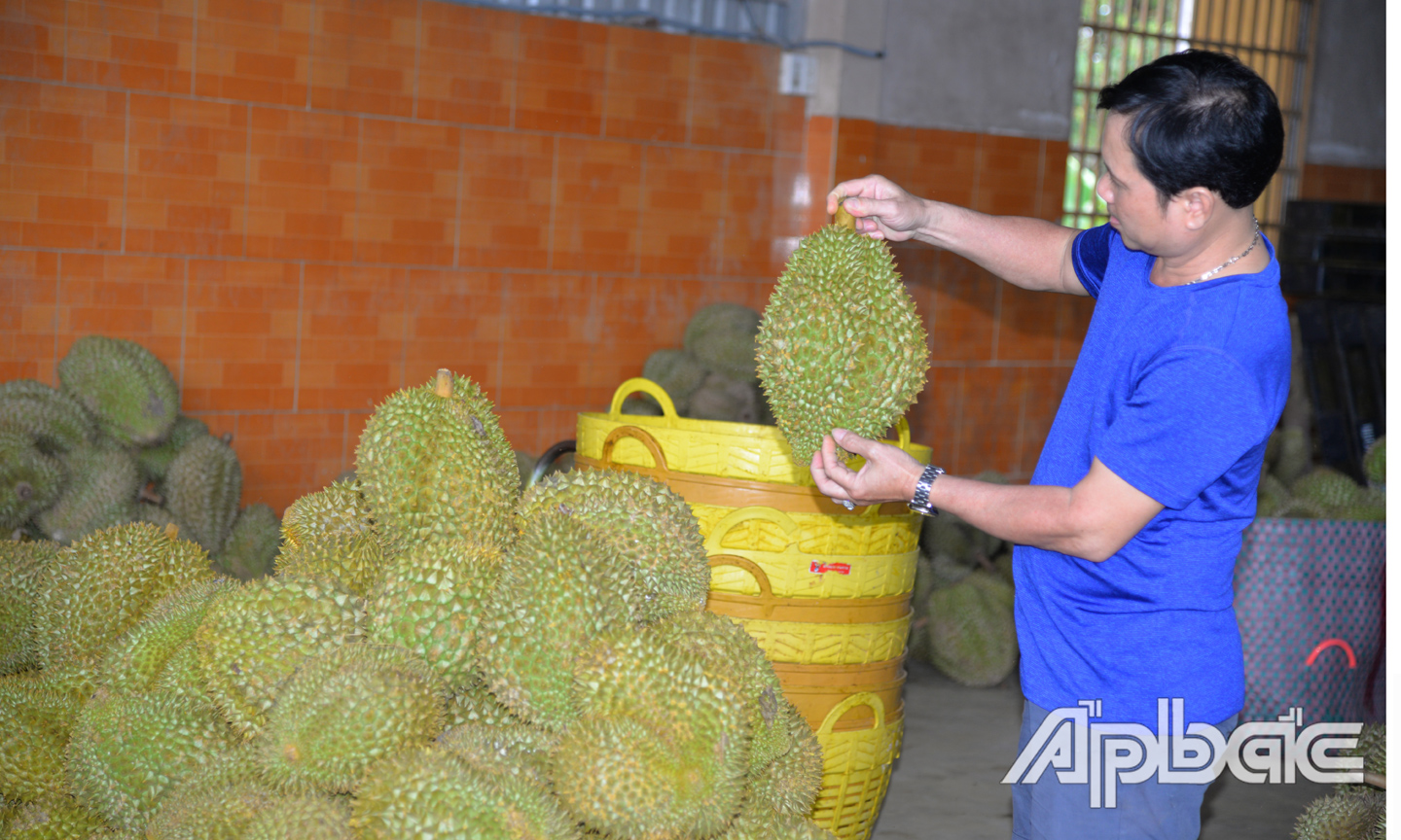 Xuất khẩu sầu riêng tăng cao trong thời gian qua.