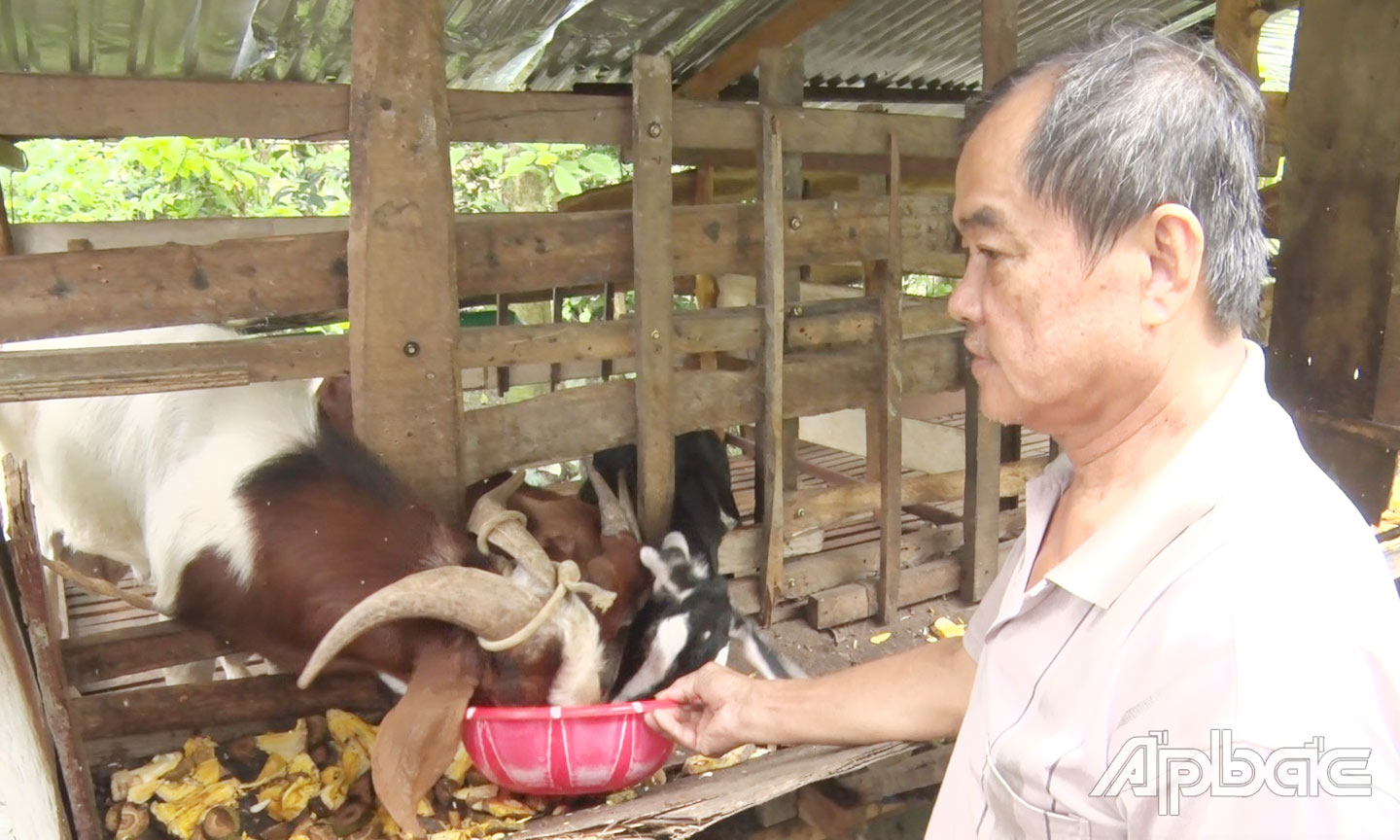 Hộ ông Trần Văn Trắng thoát nghèo nhờ mô hình nuôi dê. 