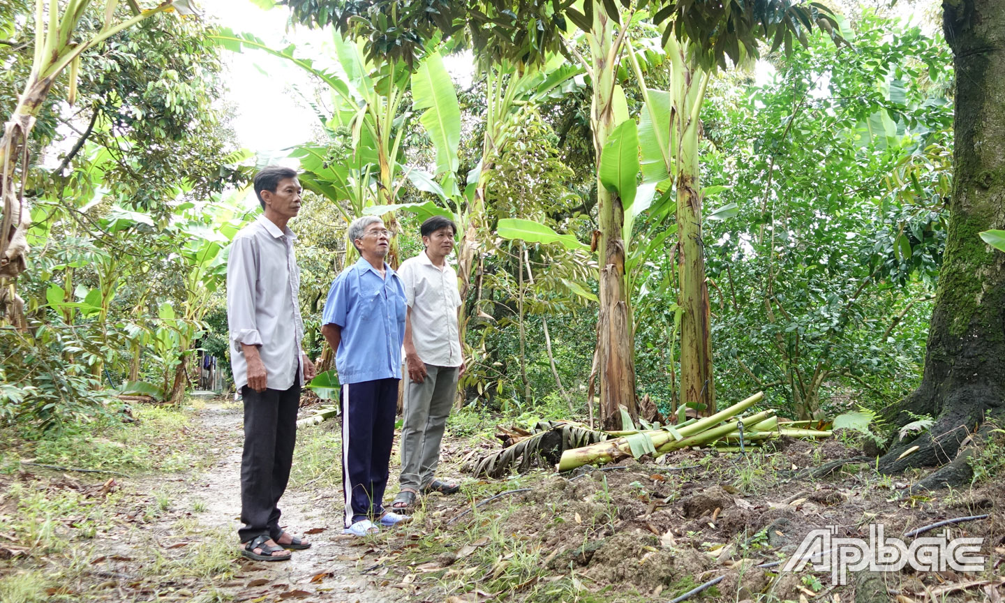 Ông Trương Thanh Hồng (bìa trái), Bí thư Chi bộ kiêm Trưởng ấp Hòa Thinh thăm mô hình chuyên canh sầu riêng chất lượng cao của nông dân.