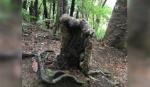 Cây 'ma cà rồng' trong rừng rậm New Zealand