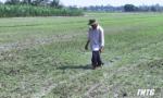 Các huyện phía Tây tỉnh Tiền Giang chuẩn bị xuống giống lúa Đông Xuân