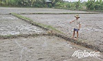 Tiền Giang: Nông dân các huyện phía Tây tất bật xuống giống lúa đông xuân