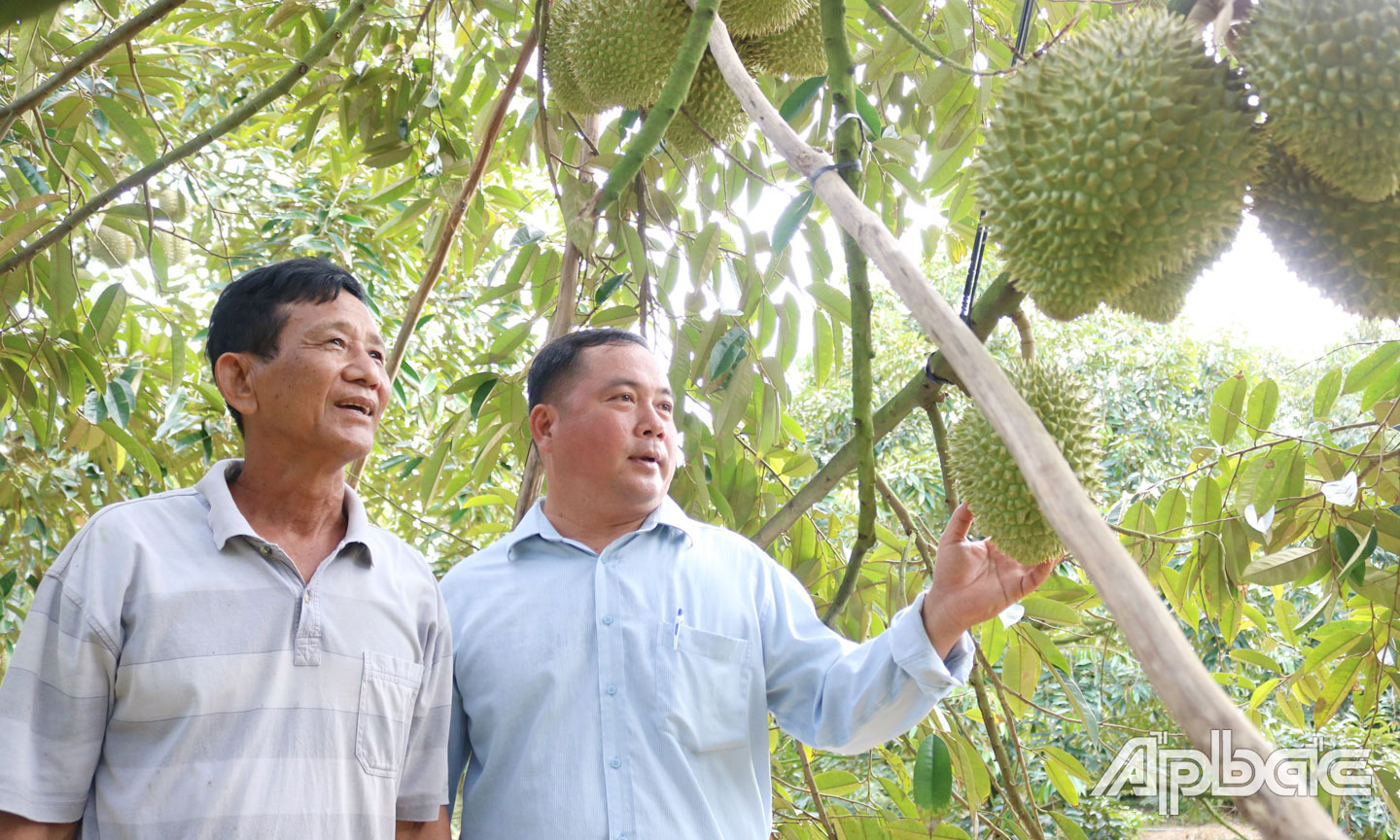 Xã Phú An tập trung vận động người dân chuyển đổi cơ cấu cây trồng, phát huy thế mạnh kinh tế vườn.