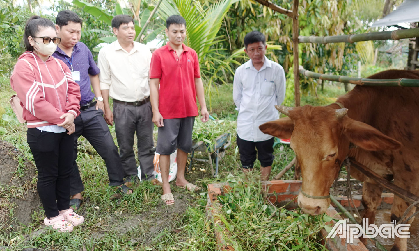 Mô hình “Nuôi bò sinh sản” tại ấp 1, xã Phú An.