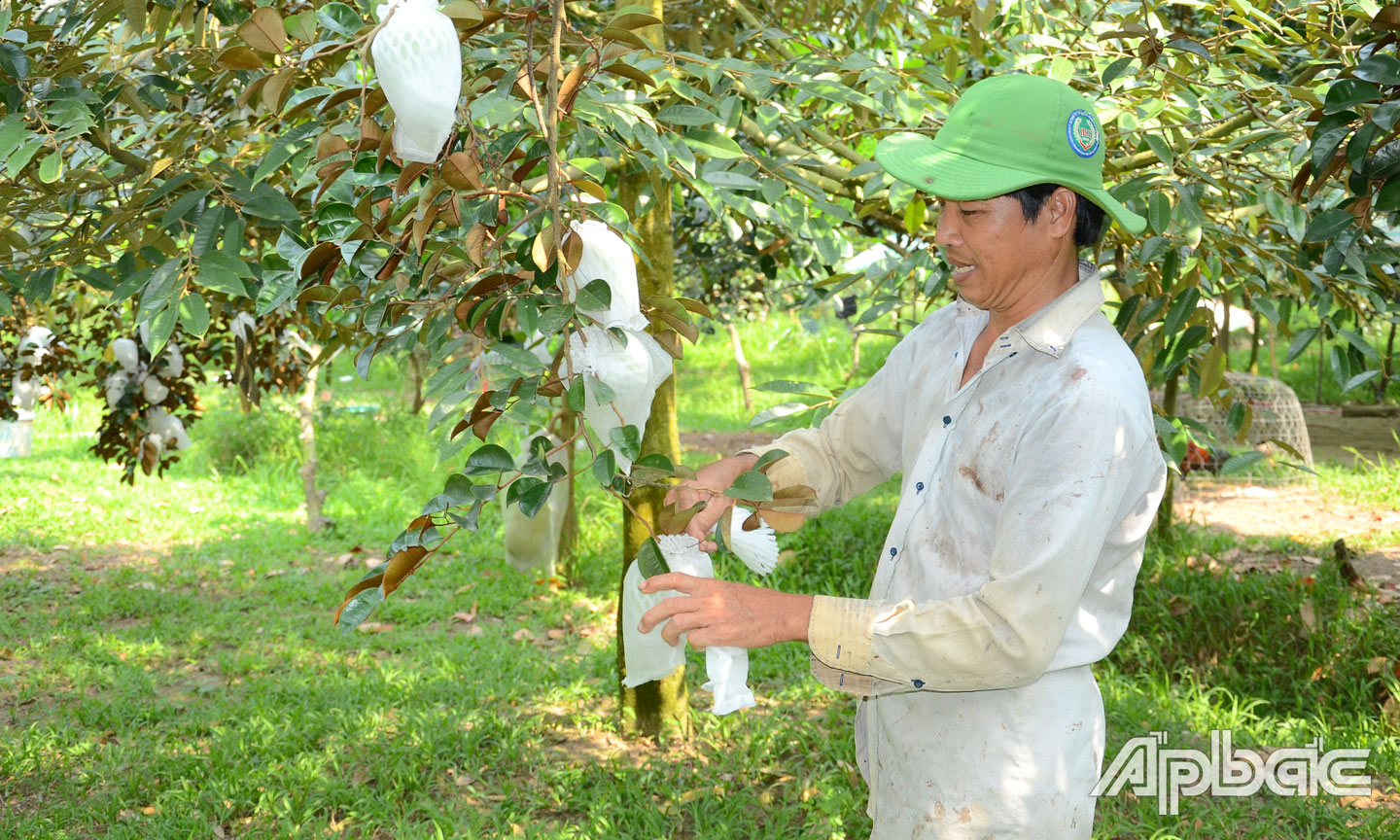  Hoạt động thu mua nông sản của nhiều HTX nông nghiệp trên địa bàn huyện Cái Bè đạt hiệu quả cao.