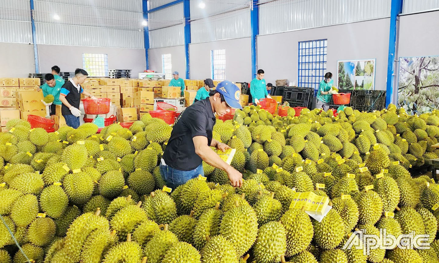 Chú thích ảnh: Tình hình tiêu thụ sầu riêng khởi sắc từ khi được xuất khẩu chính ngạch sang Trung Quốc.