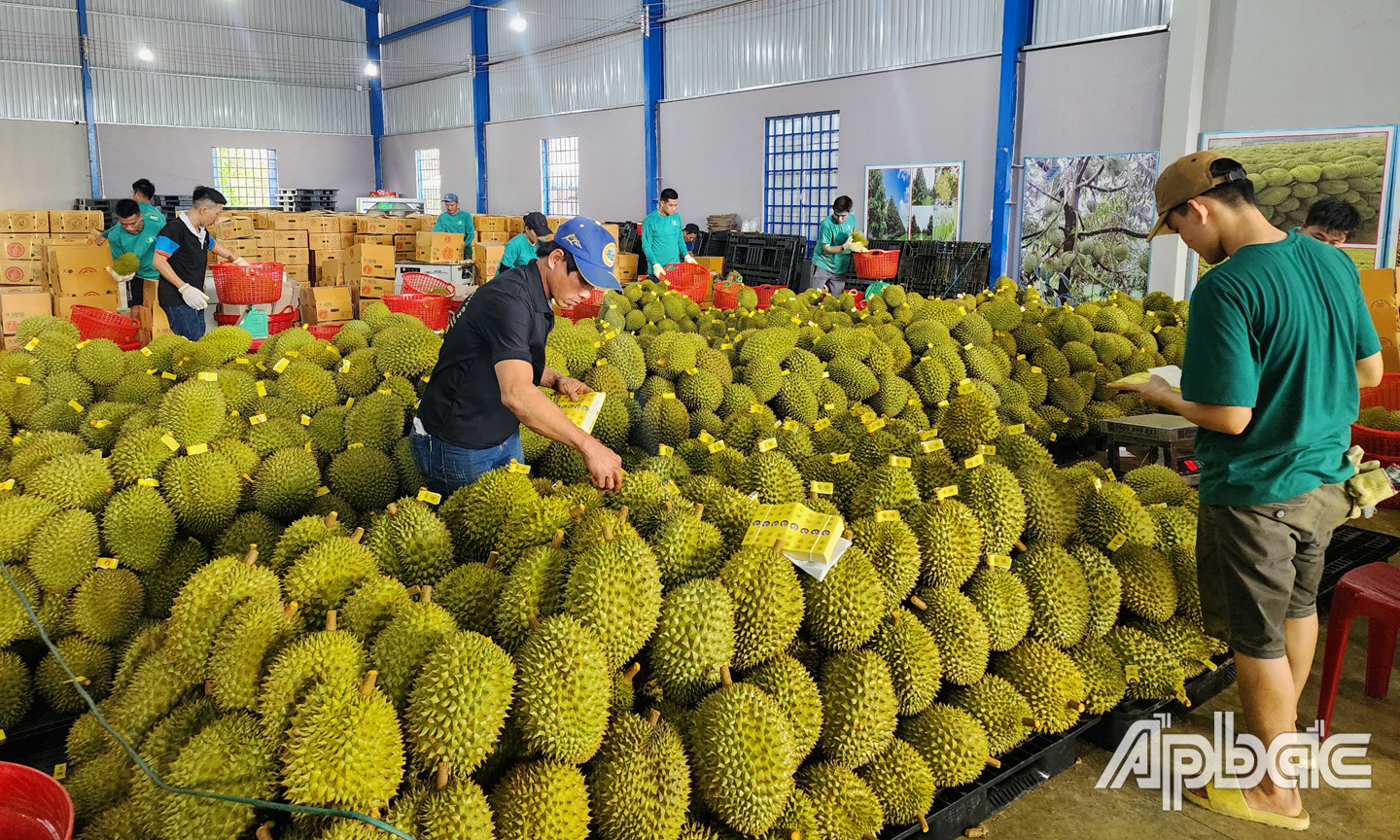 sầu riêng chuẩn bị tiêu thụ.