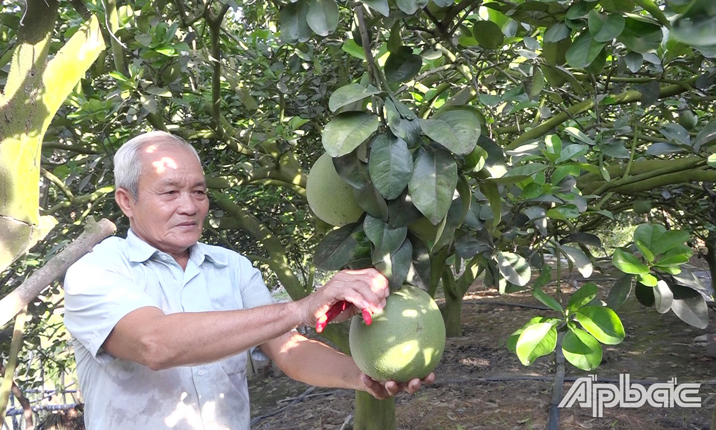 Vườn bưởi của ông Nguyễn Văn Trọng (khu phố 4, thị trấn Vĩnh Bình) là một điển hình cho mô hình trồng bưởi da xanh cho năng suất, chất lượng cao của huyện.                                 