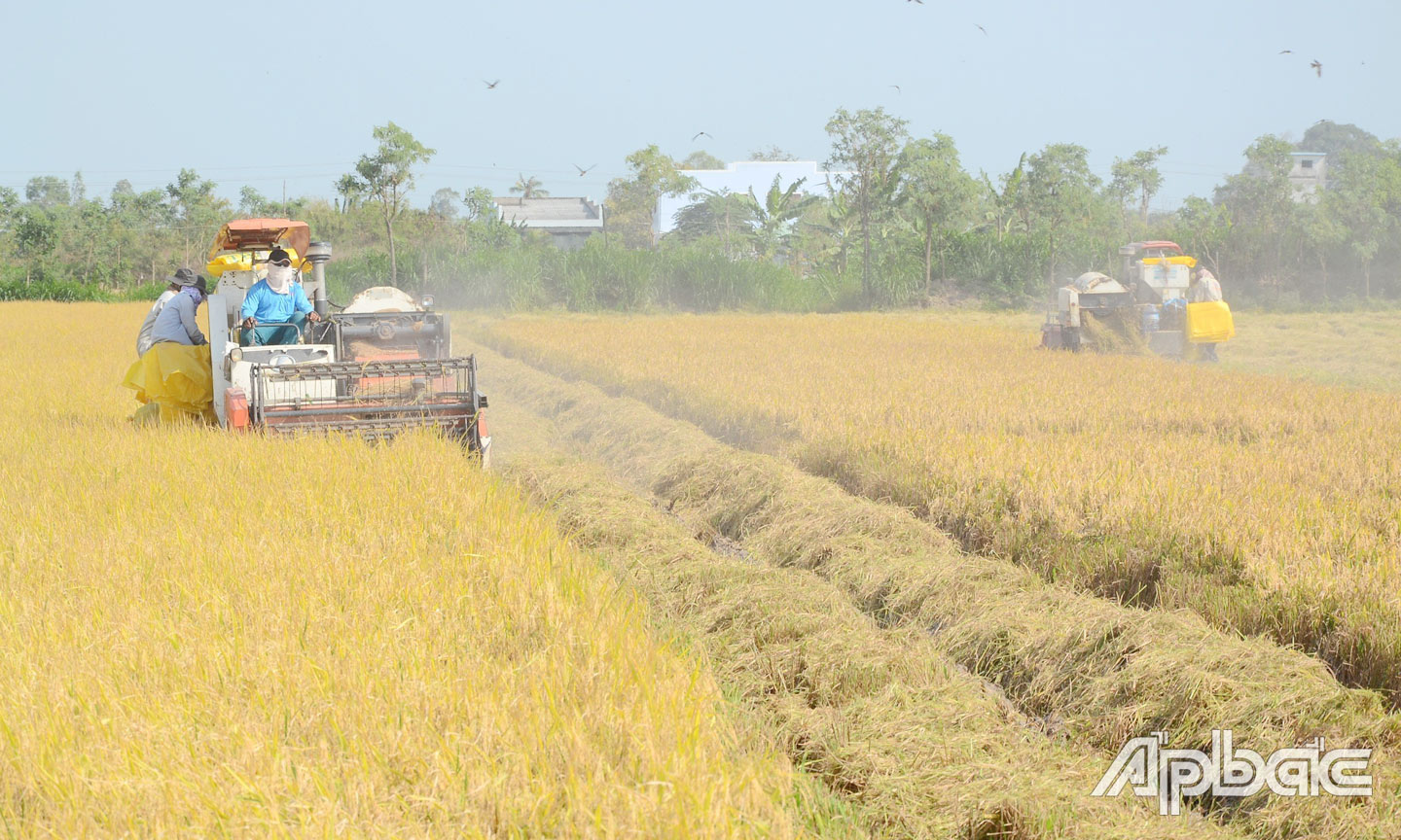   Thu hoạch lúa tại Hợp tác xã Dịch vụ nông nghiệp Tăng Hòa .                                                             Ảnh: MINH THÀNH