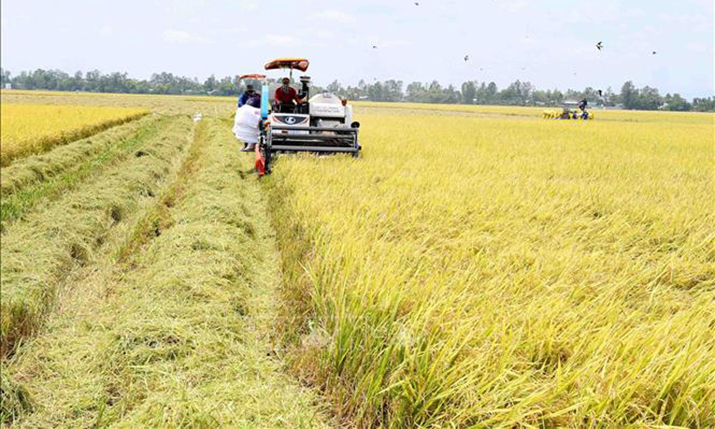 Đến 2030, hình thành một triệu héc-ta vùng chuyên canh lúa chất lượng cao, phát thải thấp. Ảnh minh họa: Vũ Sinh/TTXVN