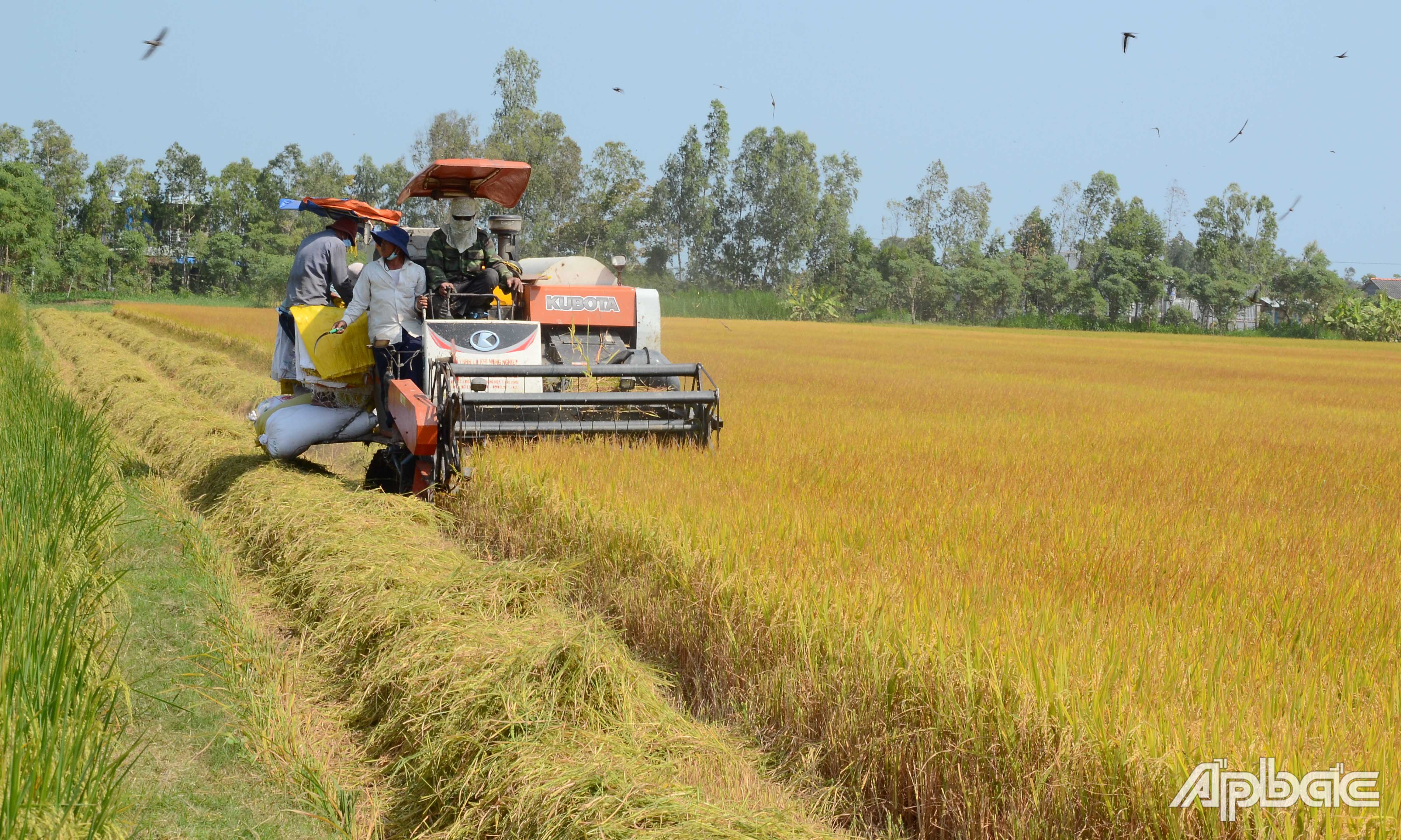 Thu hoạch lúa tại xã Bình Tân, huyện Gò Công Tây. Ảnh: MINH THÀNH