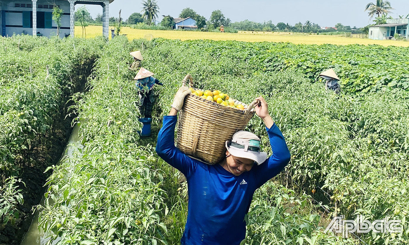 Nhờ chuyển đổi cây trồng thích ứng biến đổi khí hậu nông dân huyện Gò Công Tây đã nâng cao thu nhập