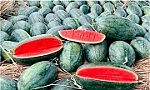 China gives green light to import of Vietnamese watermelon via official channel