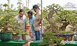 Mai nu Gò Công - cây kiểng cổ mang lại giá trị kinh tế cao