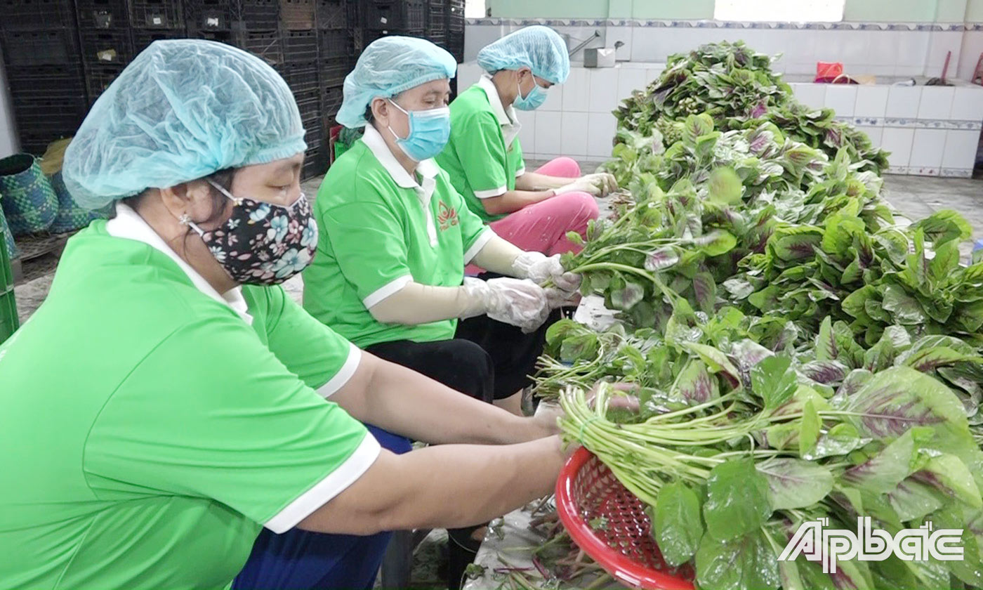 Hợp tác xã Nông nghiệp - Thương mại - Dịch vụ Phú Quới đóng gói cung ứng rau sạch cho các siêu thị, cửa hàng Bách Hóa Xanh.                                                                                                                               Ảnh: K.LAN