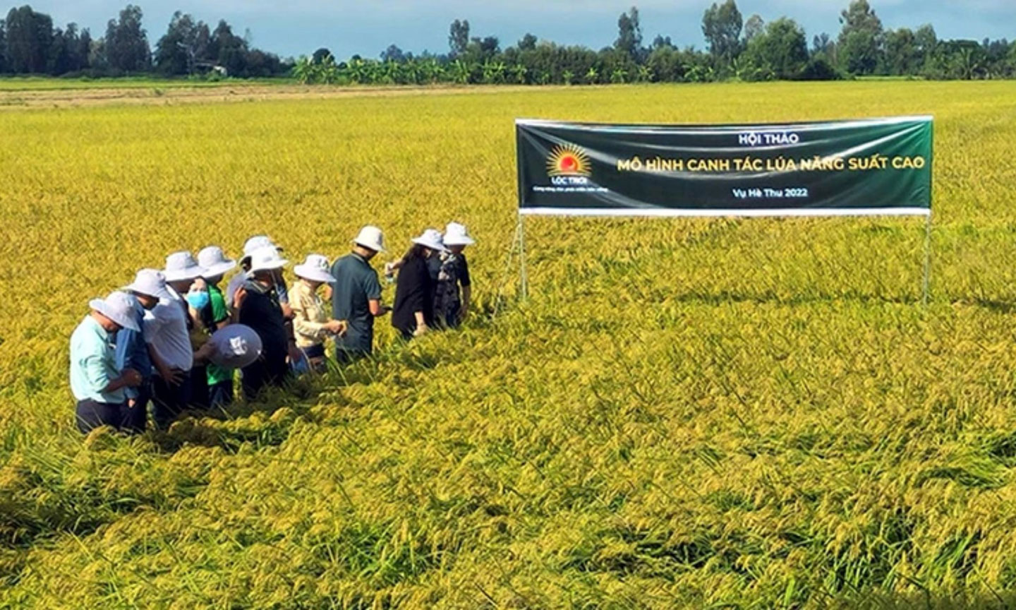 Vùng nguyên liệu là yếu tố quan trọng để xây dựng thành công thương hiệu gạo.