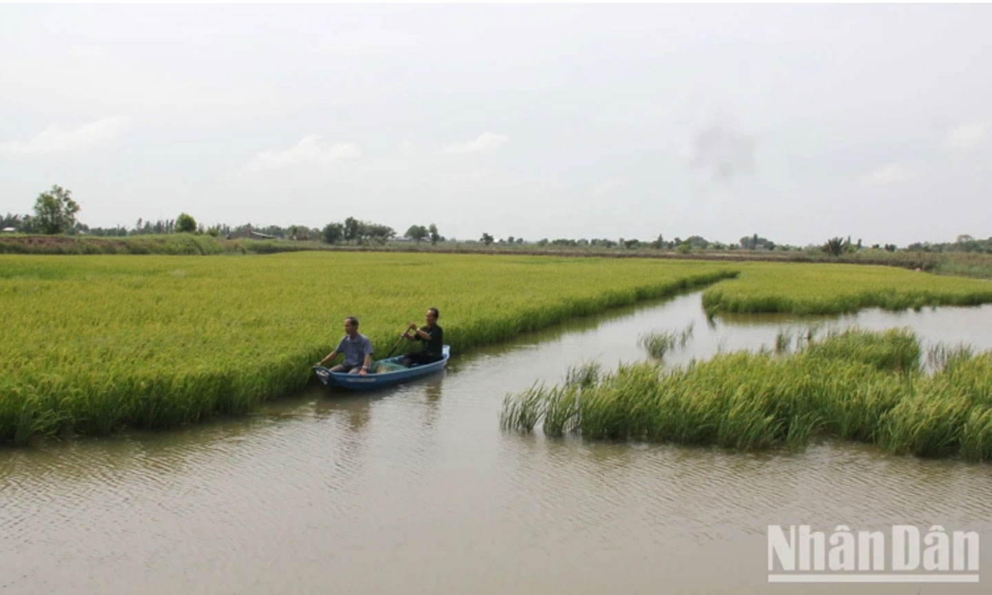 Trồng lúa tại tỉnh Bến Tre.