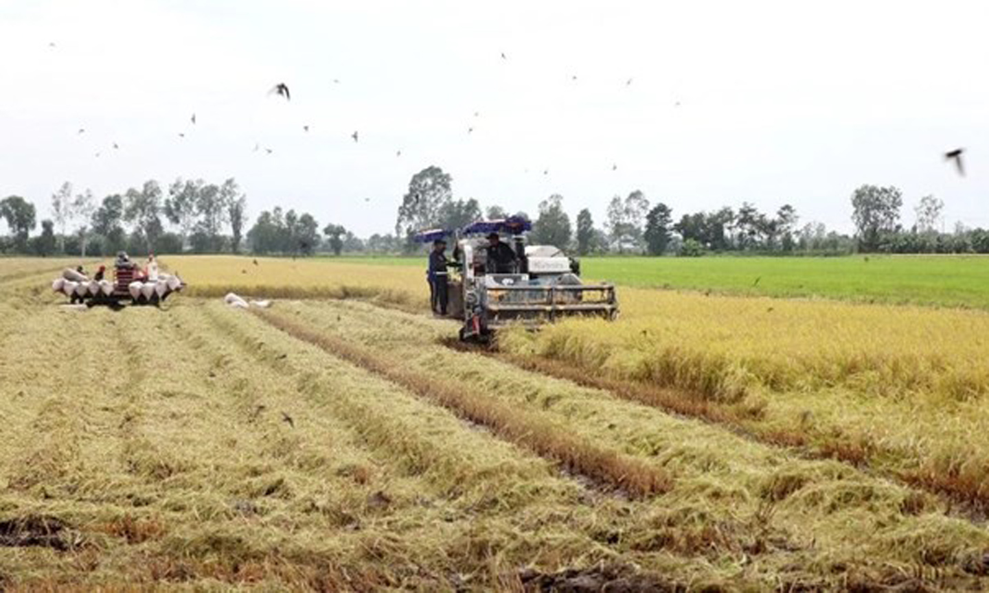 Harvesting rice in the Mekong Delta (Photo: VNA).