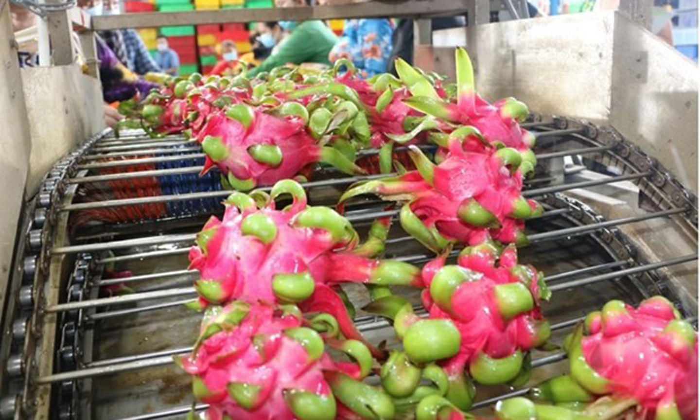 as lychee, dragon fruit and cashew nuts. (Photo: VNA).