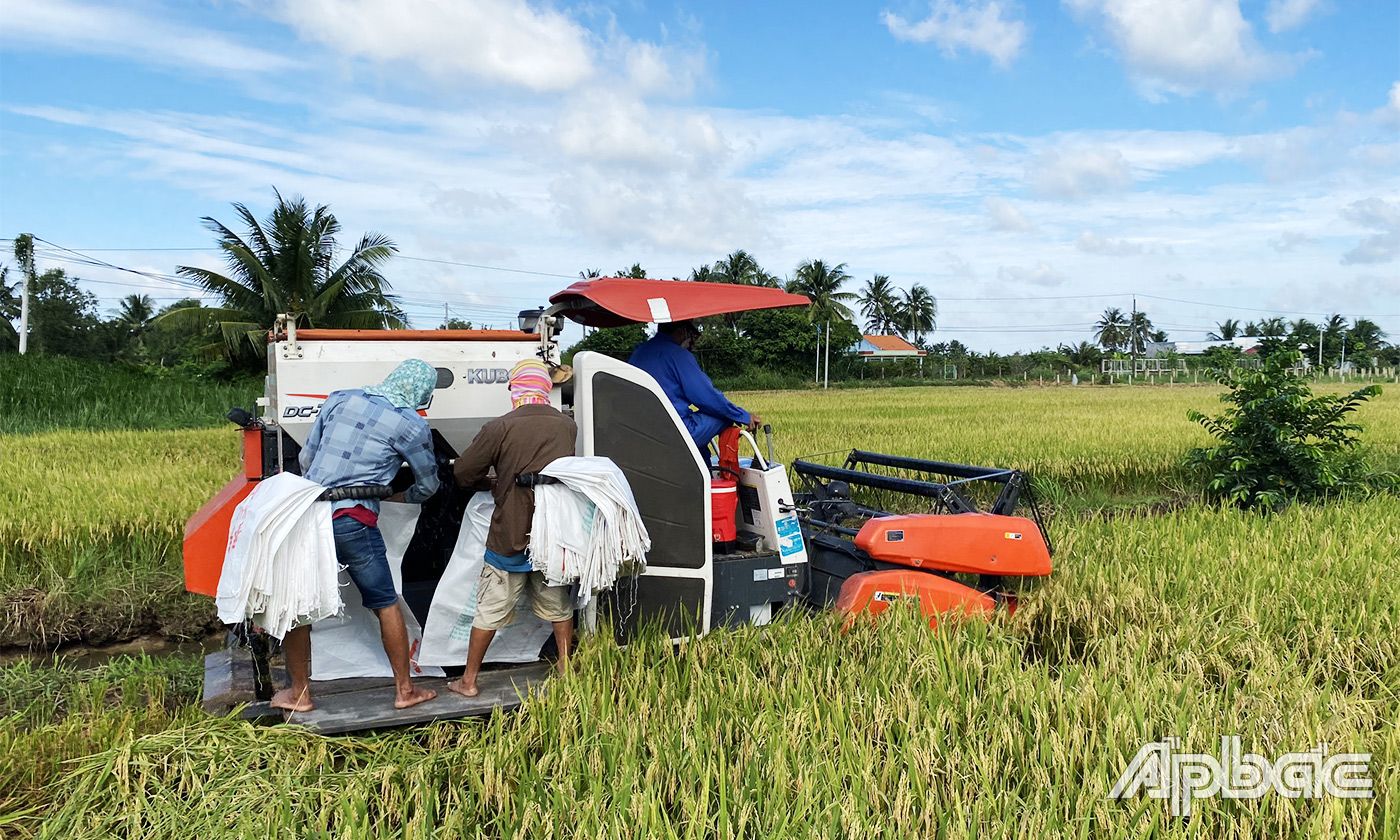 Việc ứng dụng khoa học kỹ thuật công nghệ mới vòa sản xuất lúa giúp nông dân huyện 