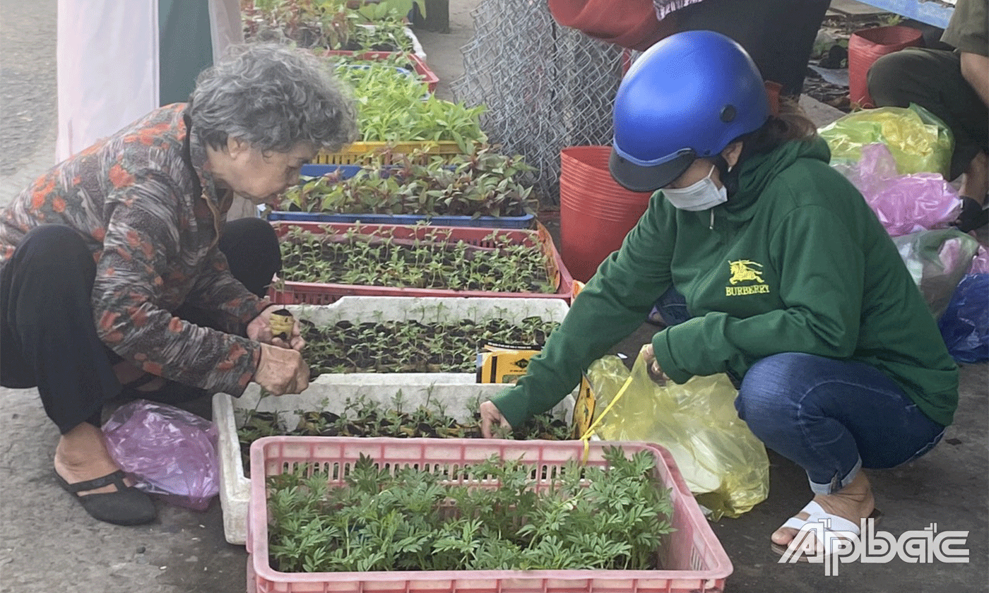 Cây hoa giống ngày càng được nhiều người mua về để tự trồng.