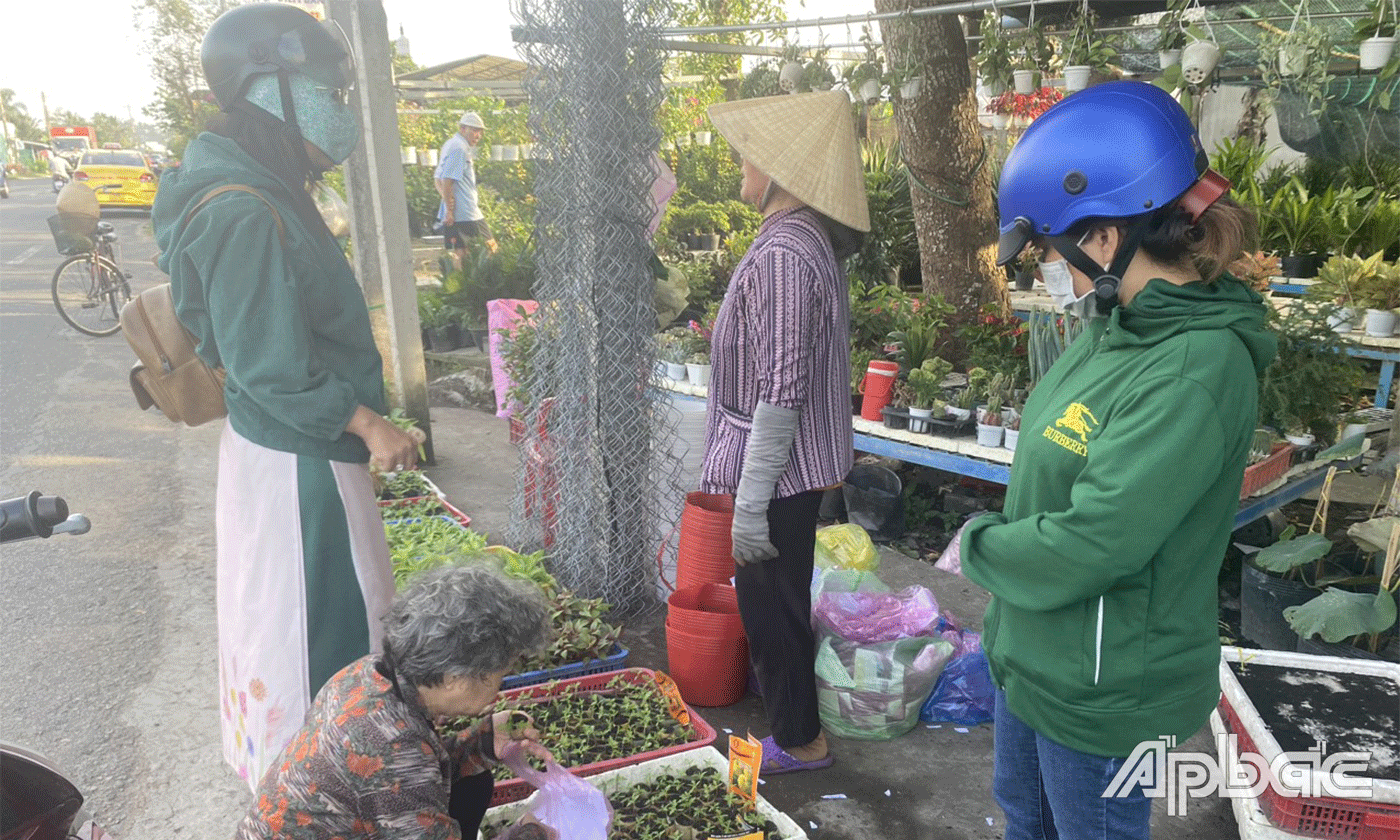 Các điểm bán cây hoa giống tại xã Mỹ Phong, TP. Mỹ Tho.