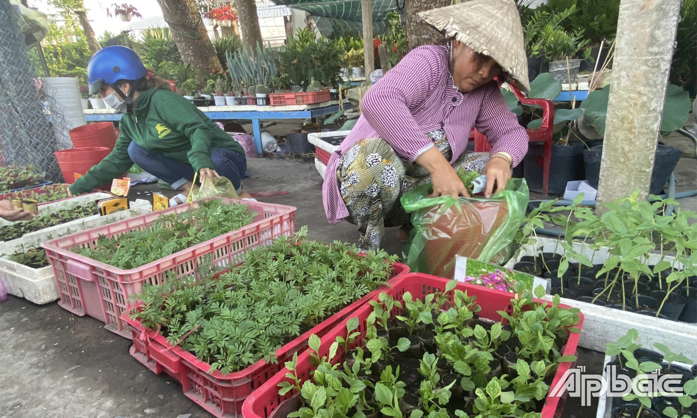 Cây hoa giống ngày càng đa dạng các chủng loại.