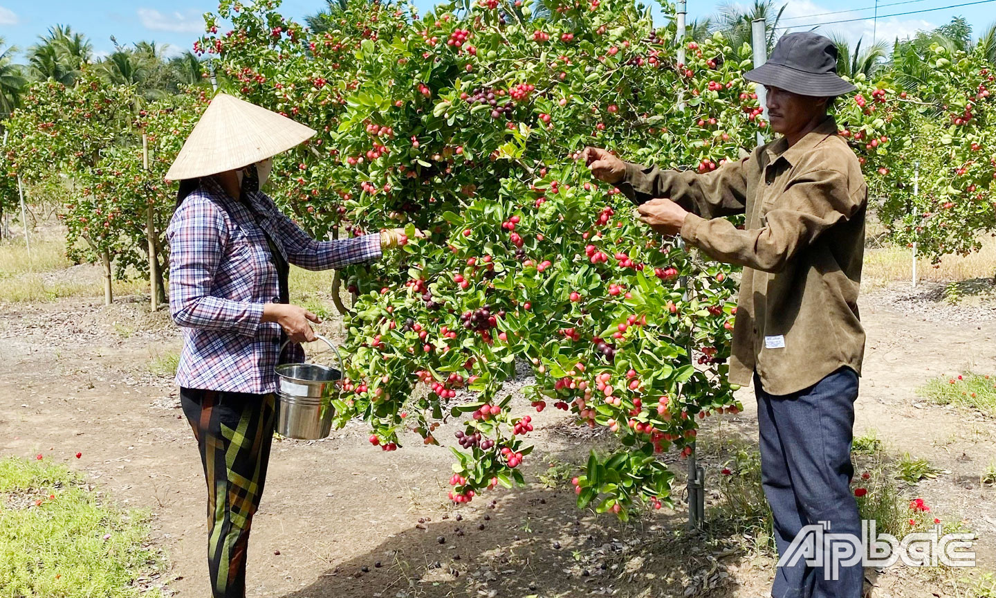 Vợ chồng anh Nguyễn Văn Thông - chị Nguyễn Thị Thái, ở xã Phước Thạnh, TP. Mỹ Tho,  khởi nghiệp từ trồng cây si rô.