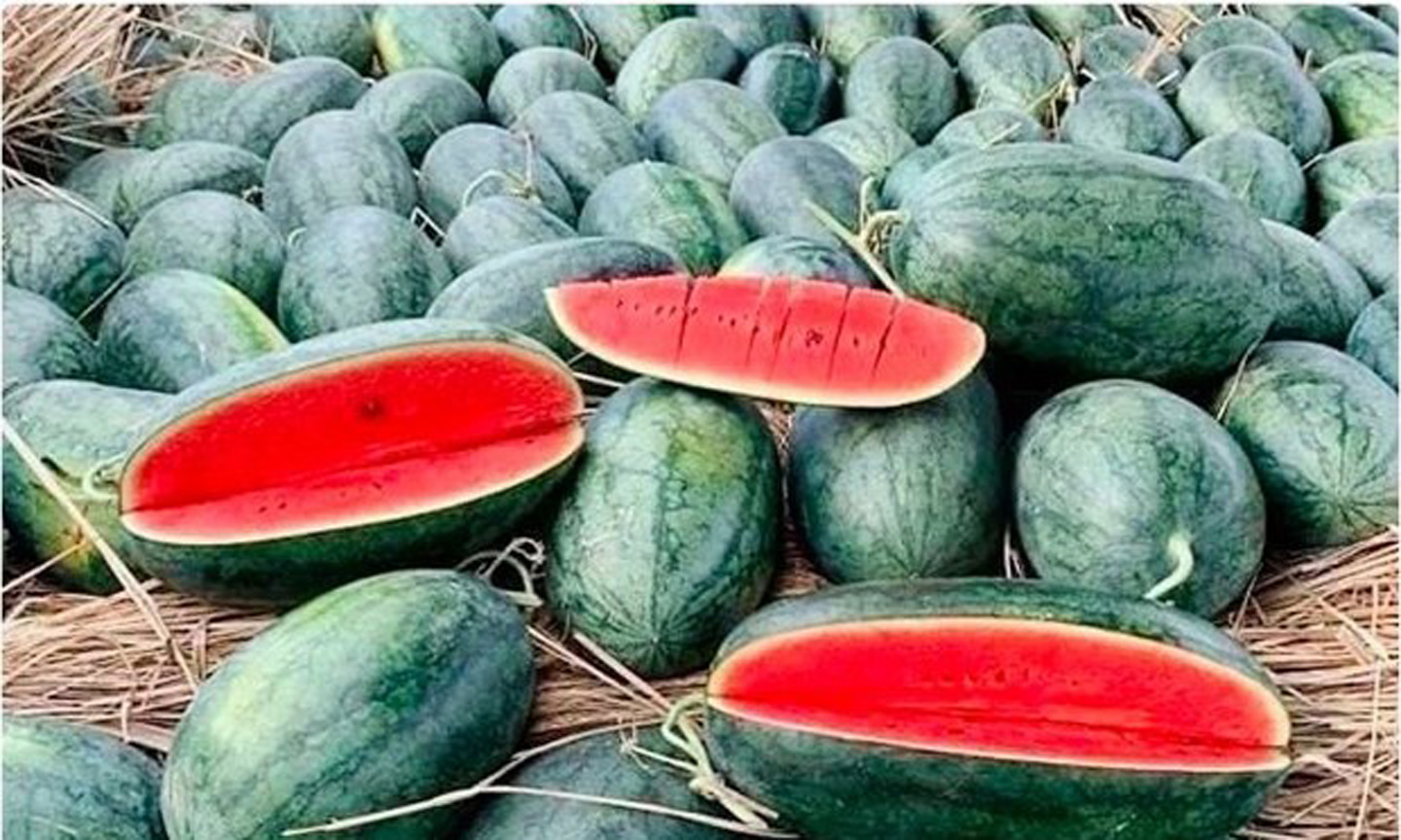 Watermelon from Vietnam has been permitted to enter the Chinese market via the official channel. (Photo: VNA).