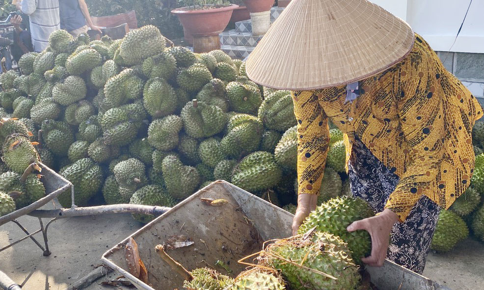 Mưa dông gây thiệt hại cây sầu riêng của người dân xã Hội Xuân.