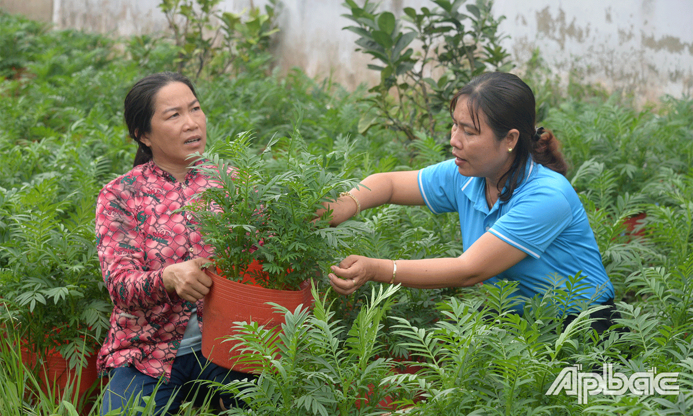 Những chậu vạn thọ đang phát triển tốt.