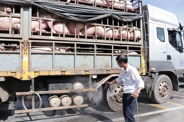 Cán bộ thú y phun thuốc tiêu độc, sát trùng phương tiện vận chuyển lợn. Ảnh tư liệu Công Trí/TTXVN